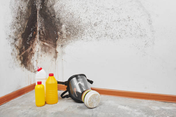 Best Black Mold Removal  in Loma Linda, CA