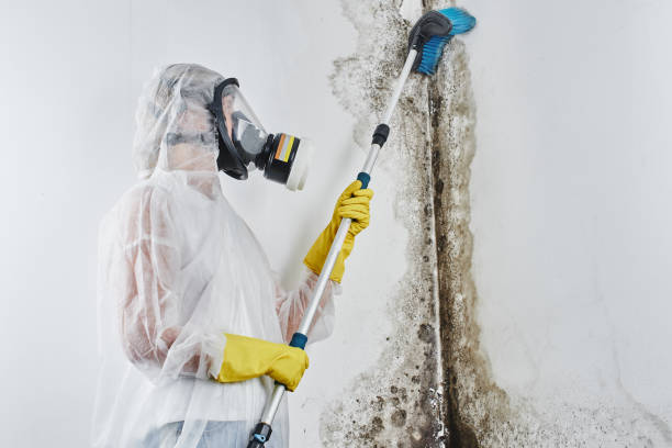 Mold Testing and Removal in Loma Linda, CA