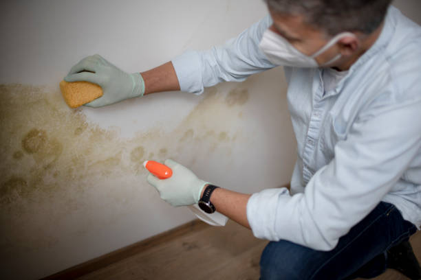 Best Mold Removal Process  in Loma Linda, CA