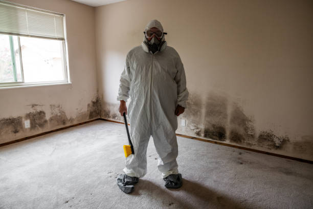 Mold Removal Process in Loma Linda, CA